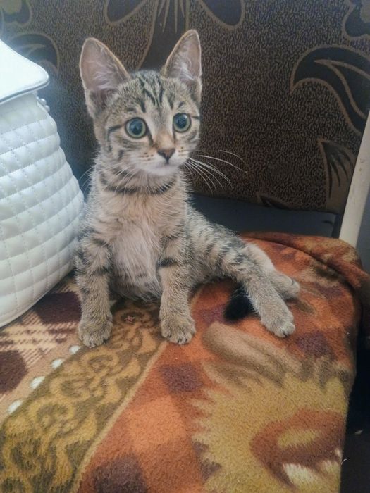 Отдам котенка в добрые руки