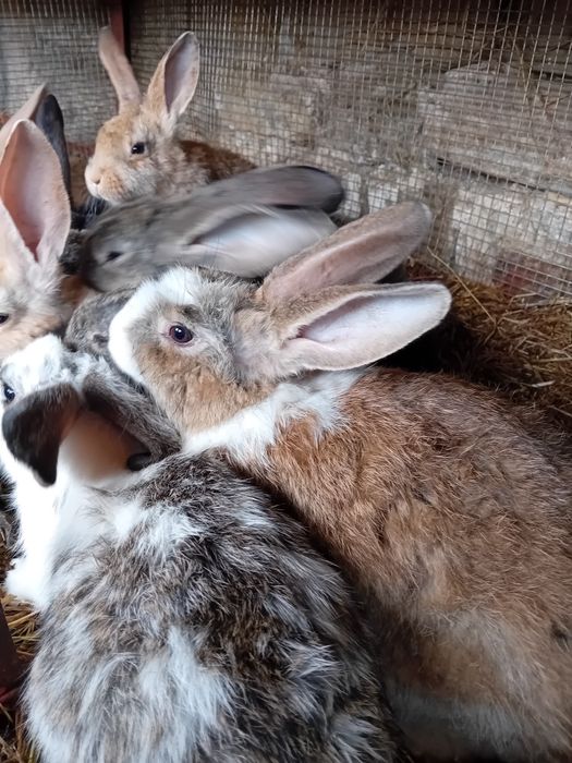 Зайци за продаване