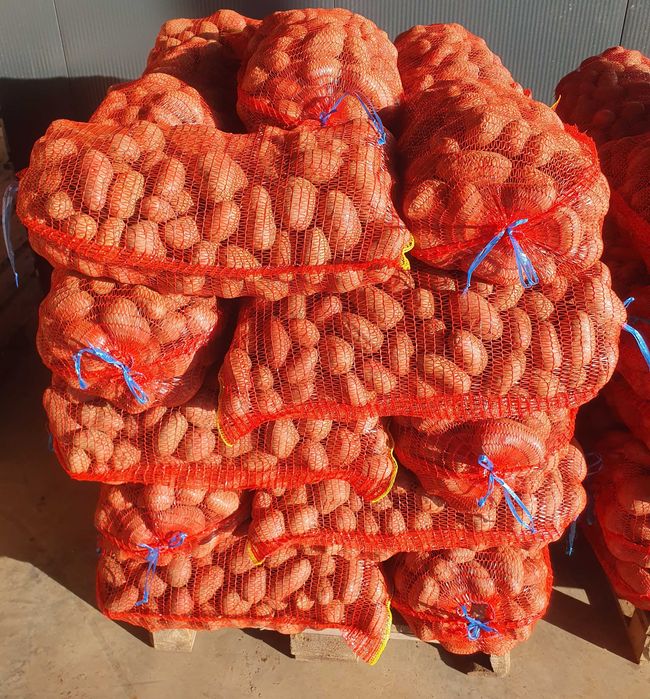 Cartofi consum Carrera