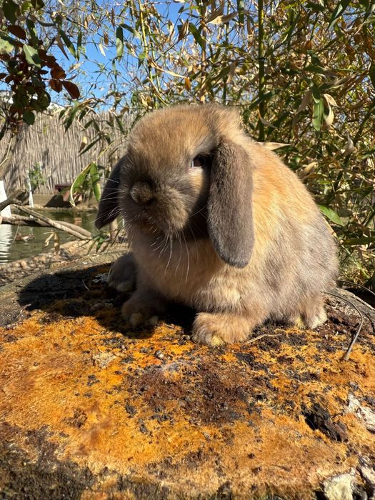 Vând iepuras Berbec Pitic (Mini Lop)
