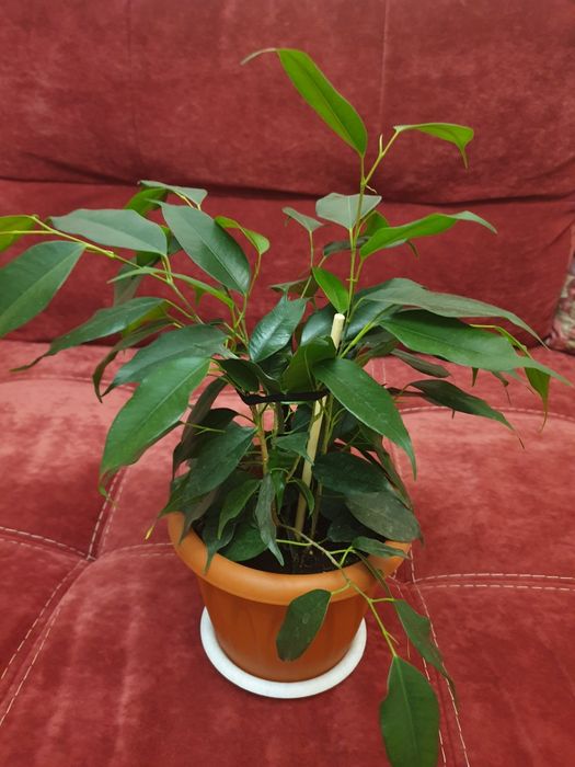 фикус и традесканция