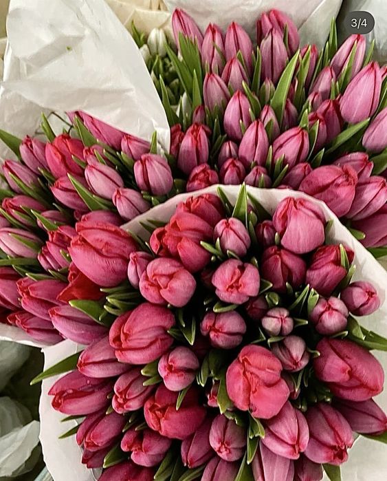 Свежие Тюльпаны-Голландия,Костанай