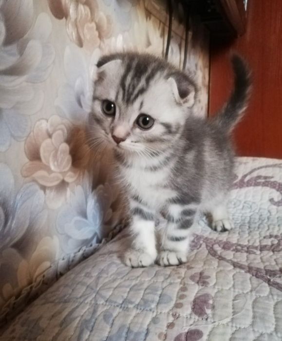 Отдам котенка бесплатно