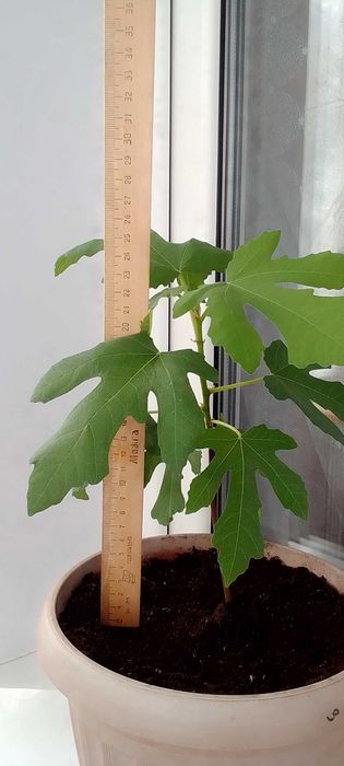 продам комнатный инжир