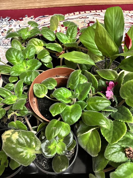 Продам Фиалки разные