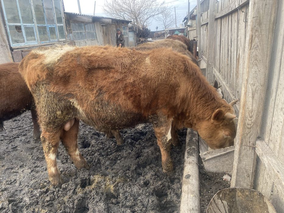 Продам 6 быков.