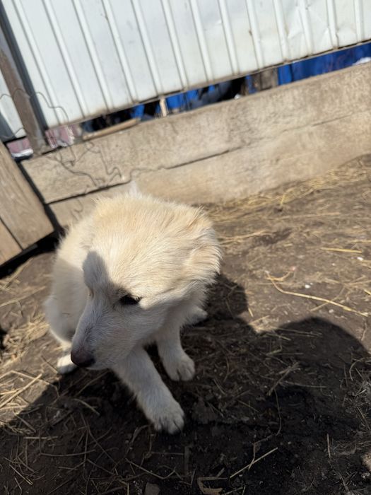 Шенки даром в хорошые руки