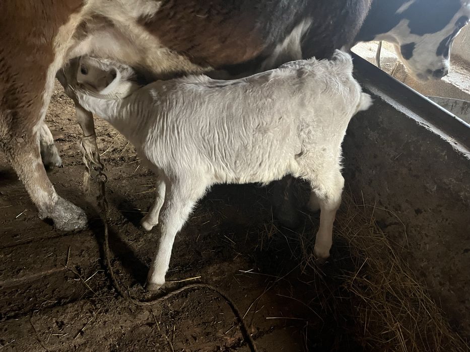 Сиыр сатамын еркек бұзауымен.