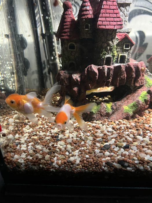 Acvariu cu pesti si filtre