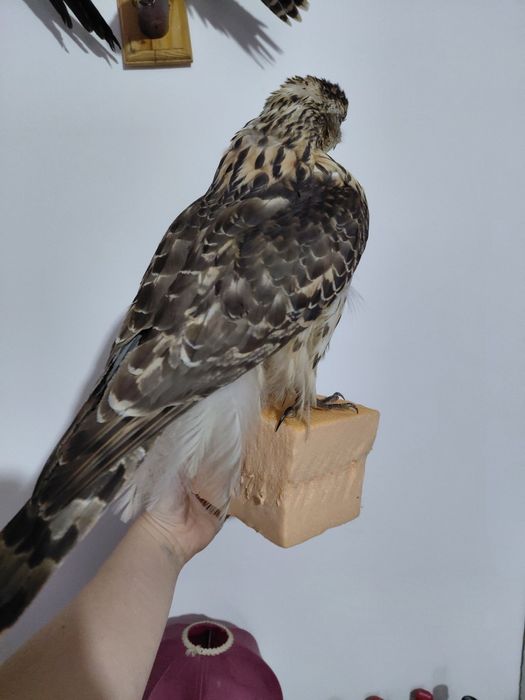 Uliu impaiat taxidermie U3