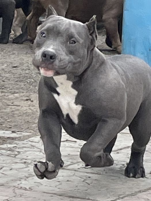 Американский булли