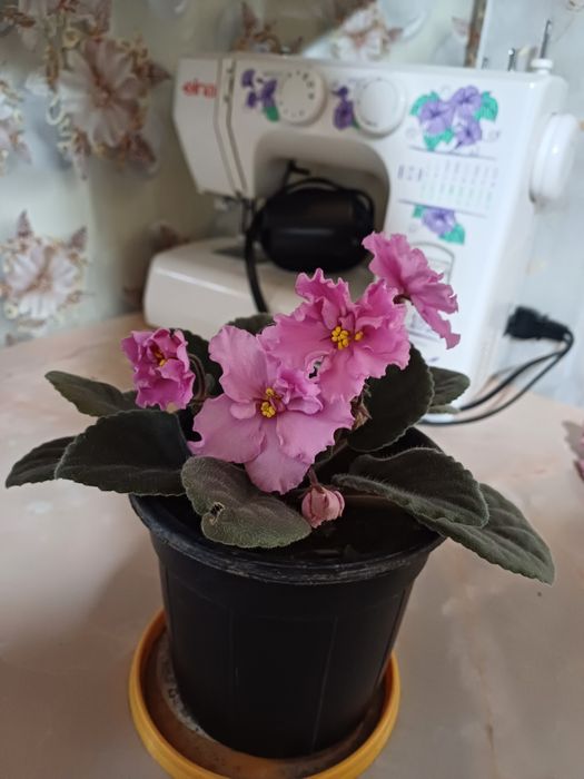 Цветы комнатные.