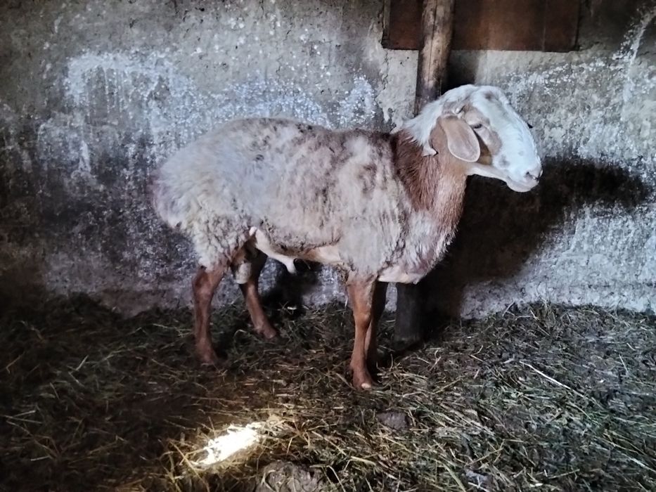 Продам кошкара пародистый