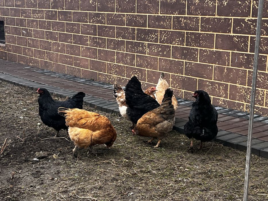 Домашние куры домашние