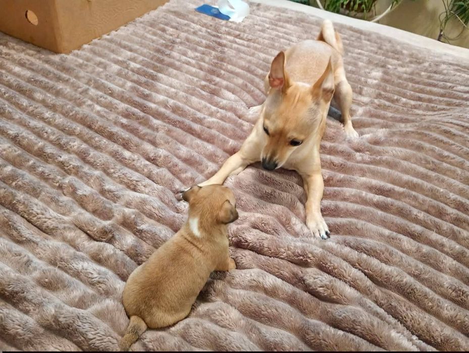 Домашни любимци момичета