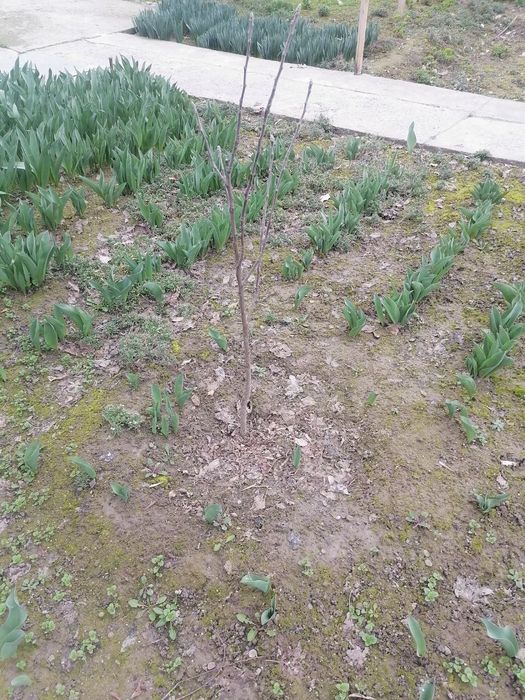 Кустарник виноград саженцы