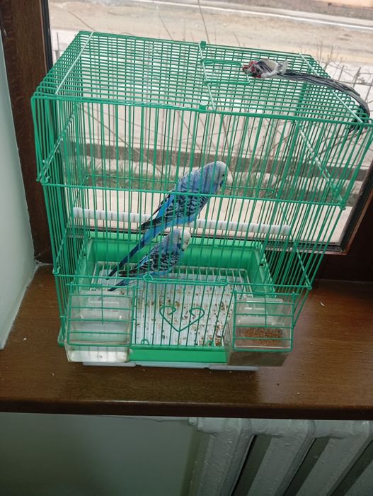 Polsha toʻti qushlari arzon narxda