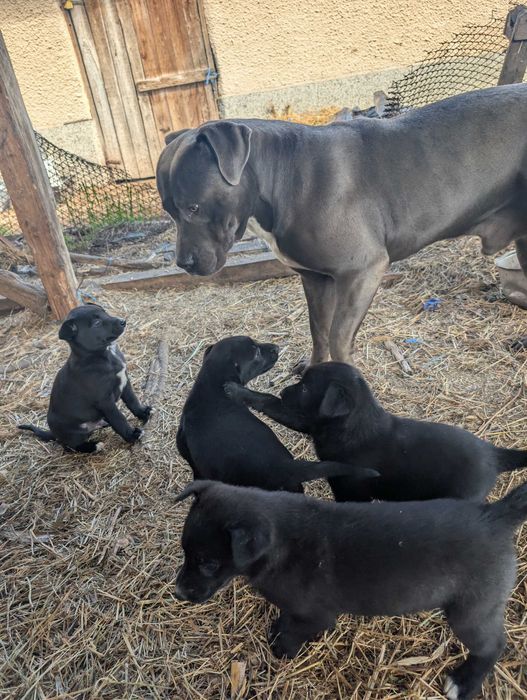 Енергични кученца кръстоска (Питбул териер x Белгийска овчарка) – за активни стопани