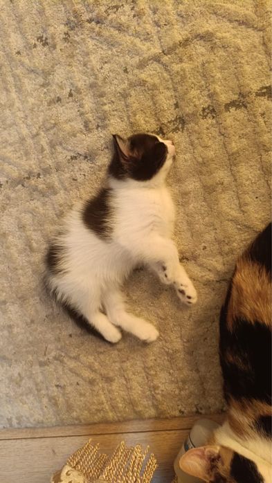 Отдам котенка бесплатно