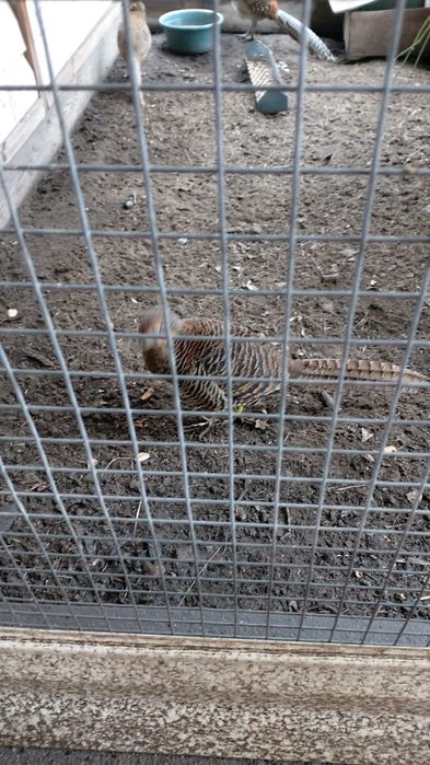 Продам! Алмазную самку.