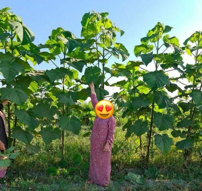 Павлония Pavloniya