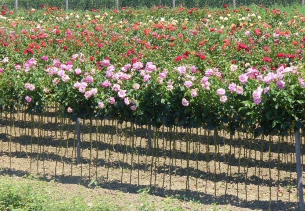 Vindem trandafiri pomișori