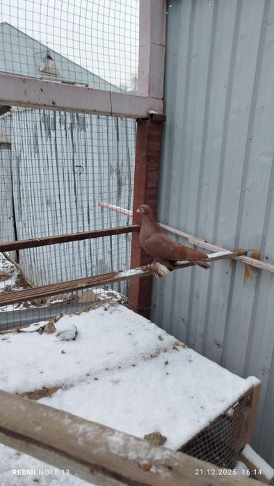 голуби, самки, летные