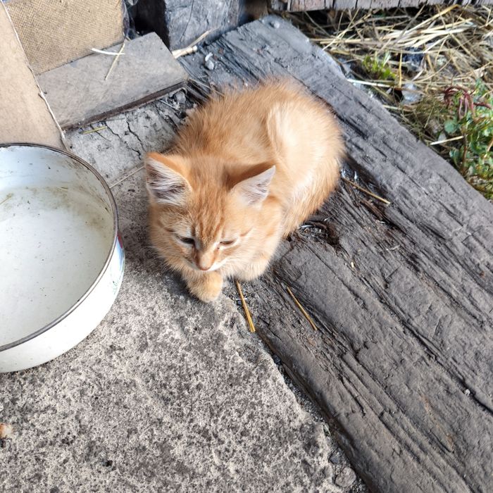 Отдам котят в добрые руки