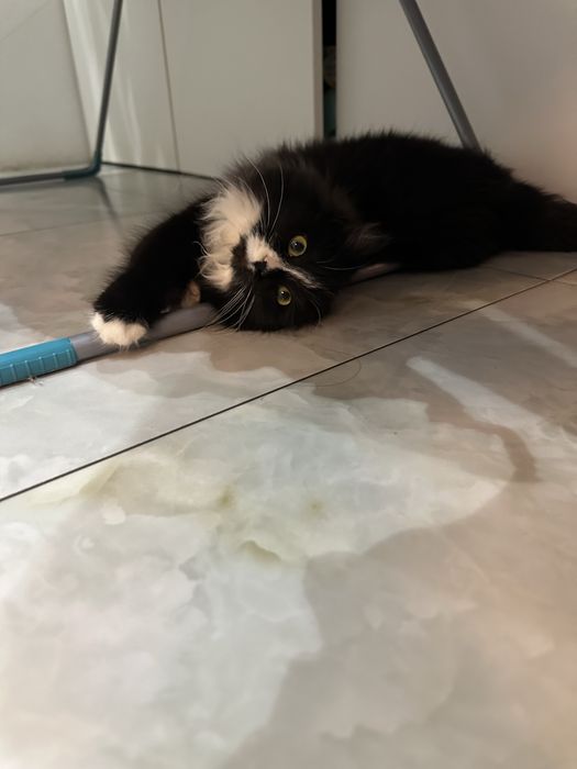 Отдам даром в добрые руки