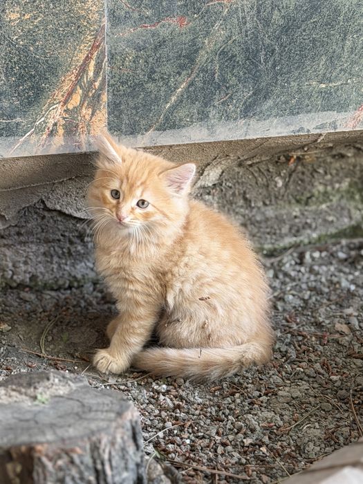 Отдам милых котят в самые добрые и заботливые руки!