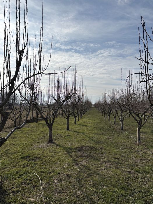 Livada si teren de casa localitatea Hitias, jud Timis