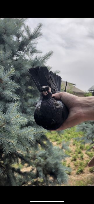 Голубка 2 года плод есть 100%