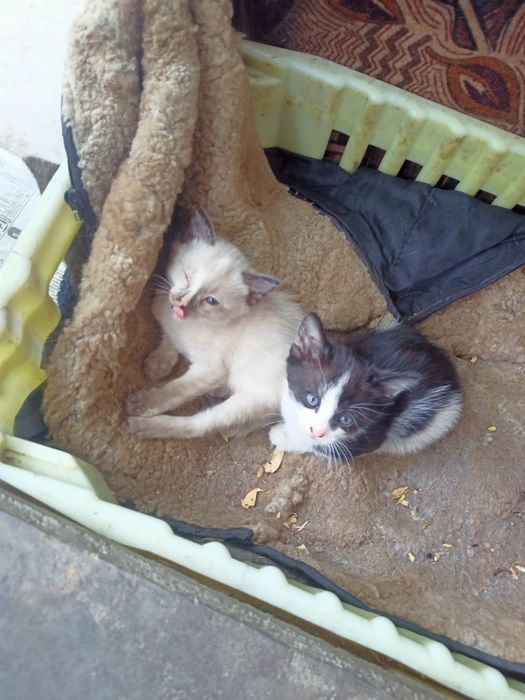 Отдам котят от крысоловки