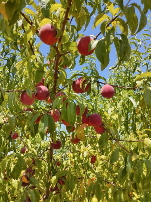 Саженцы деревья из дома