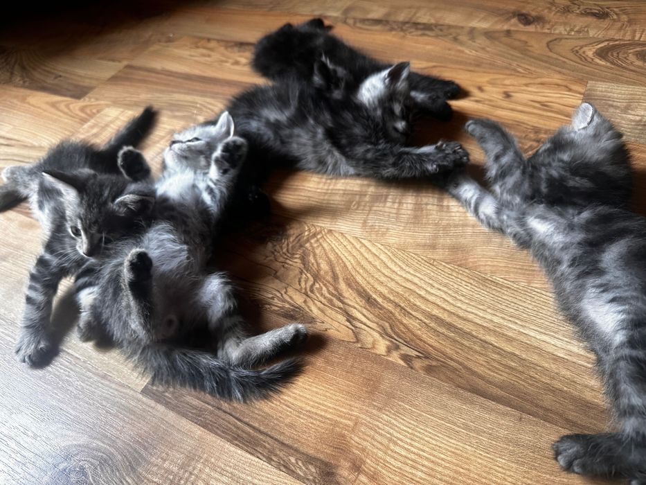 Подарю котят полукровок