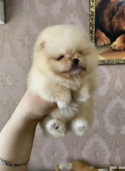 Померанский шпиц, щенок