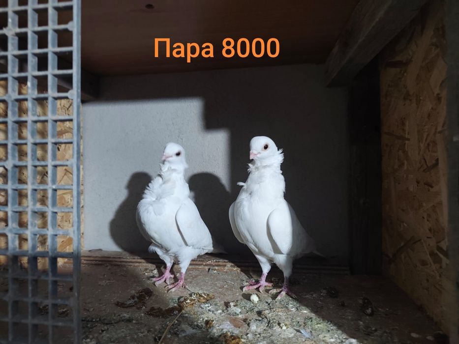 Голуби продаются