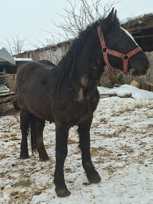 Vând mânz de 3 ani