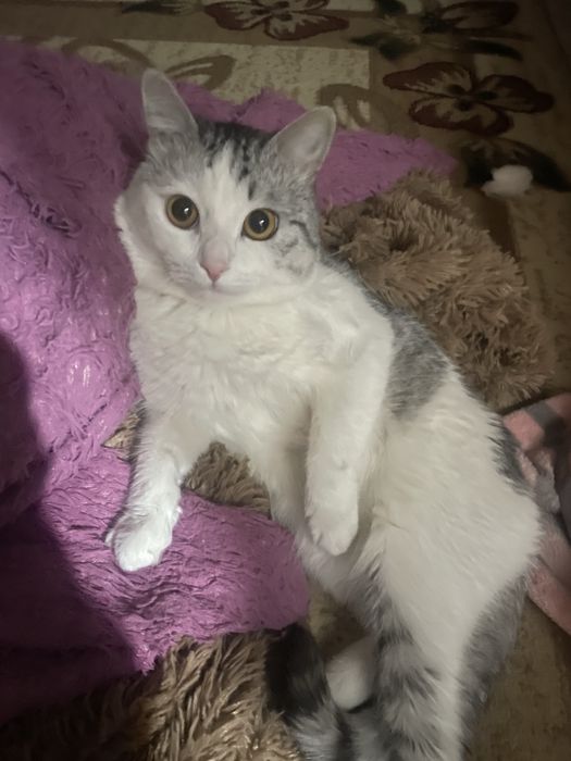 отдам кота в ДОБРЫЕ руки