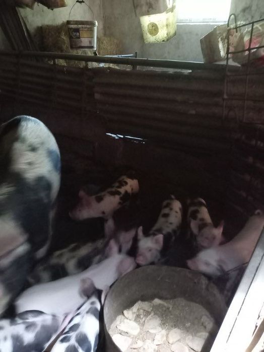 продава малки прасенца
