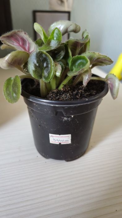 Недорого продам  комнатные цветы