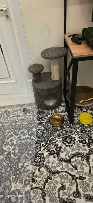 Продам котенку хорошим рукам