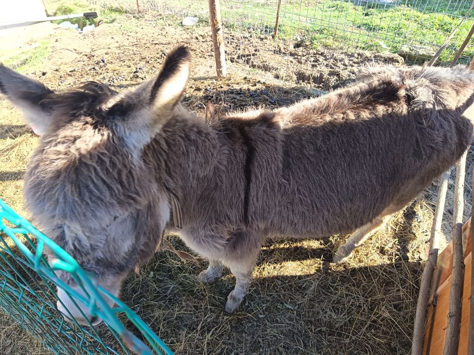 Magar de vanzare pret 10 milioane pret negociabil