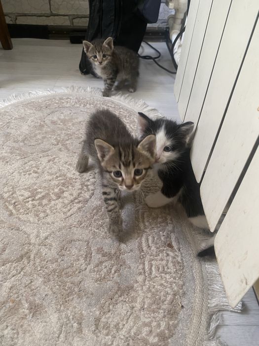 Отдам в добрые руки котят