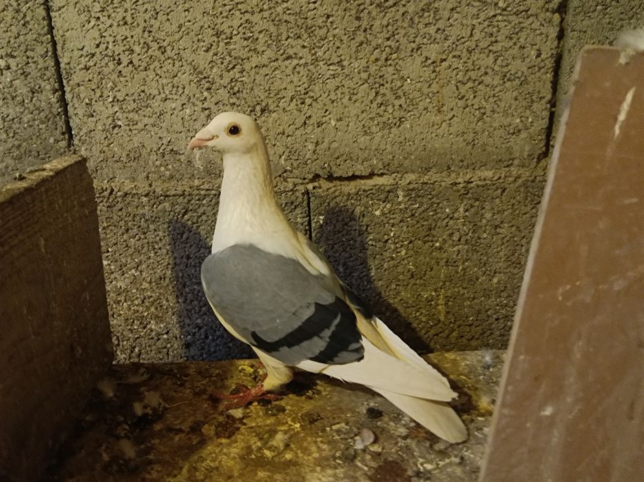 Porumbei voiajori căpăciți