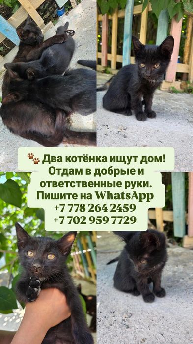 Щенята, котята бесплатно
