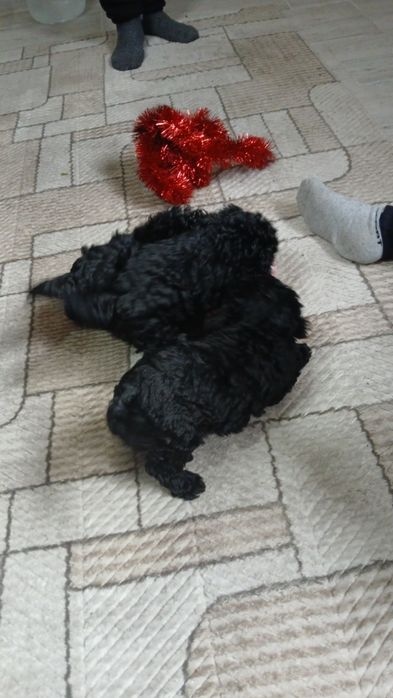 Продавам пудел той