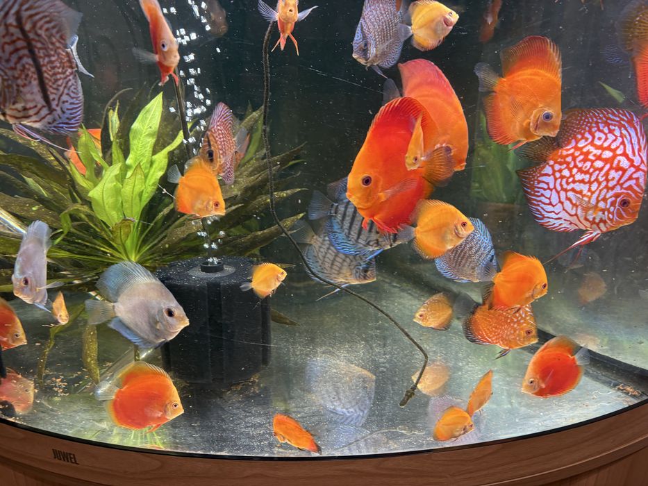 Pui discus  red melon si pigeon