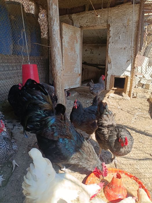 Суточные цыплята