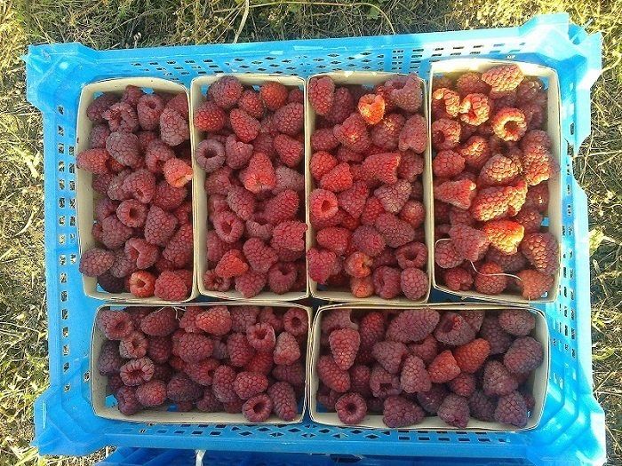 Malina kochat bor Karamelka Саженцы малины сорт Карамелька